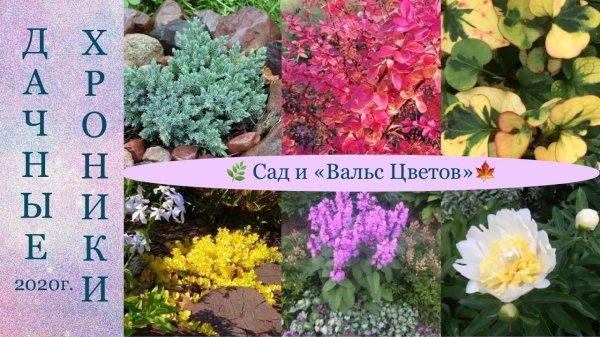 ДАЧНЫЕ ХРОНИКИ 2020г. Beautiful garden. Moscow. Russia. ДАЧНЫЙ КРЕАТИВ.