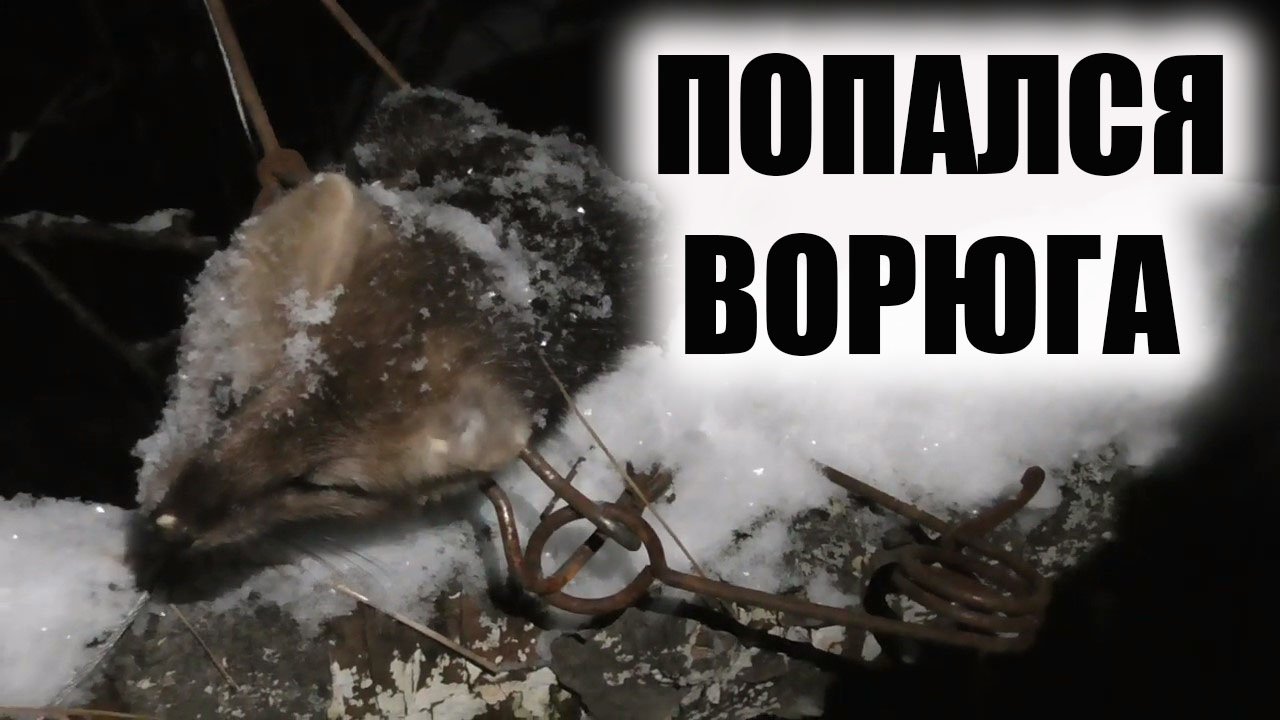Охота на соболя Проверка капканов ноябрь смотреть онлайн