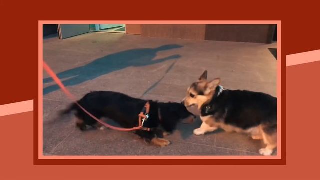 ВСТРЕЧА ТАКСЫ И КОРГИ ? смотреть онлайн