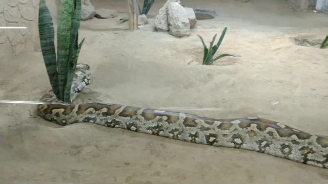 Big size Indian rock python смотреть онлайн