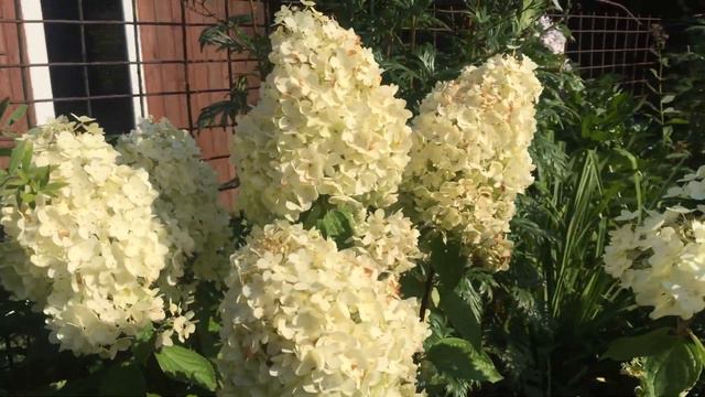 ГОРТЕНЗИЯ МЕДЖИКАЛ МУНЛАЙТ