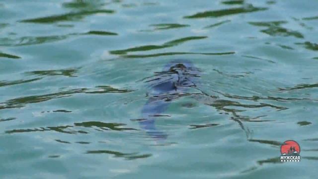 Платная рыбалка на Азарте Турнир по ловле форели смотреть онлайн