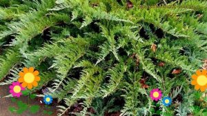 Можжевельник казацкий Тамарисцифолия. Краткий обзор, описание характеристик, где купить саженцы