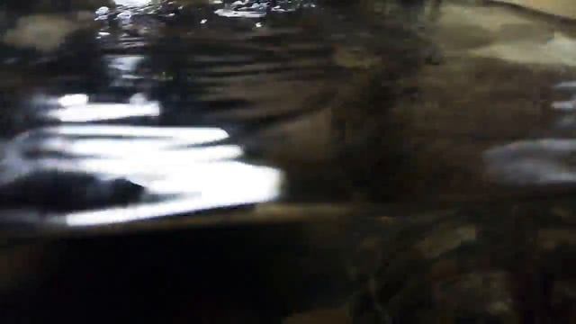 Клип про черепаху. ❤ ❤ ❤ ❤ смотреть онлайн