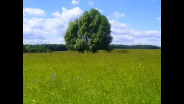 PILISHKIN. Накукуй кукушка, накукуй....wmv смотреть онлайн