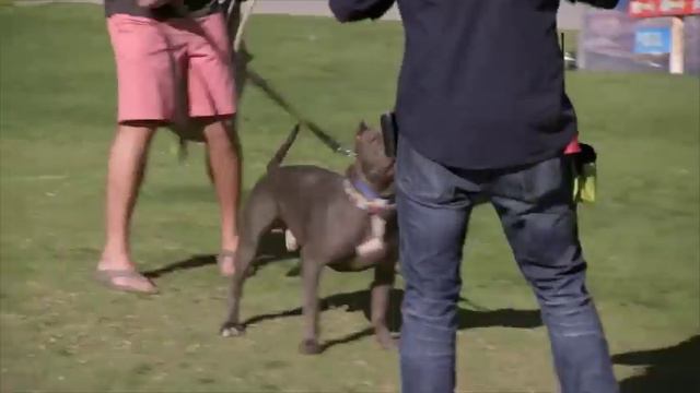 How To Stop Dog Pulling! (Dog Nation Tips) w/ Cesar Millan! смотреть онлайн