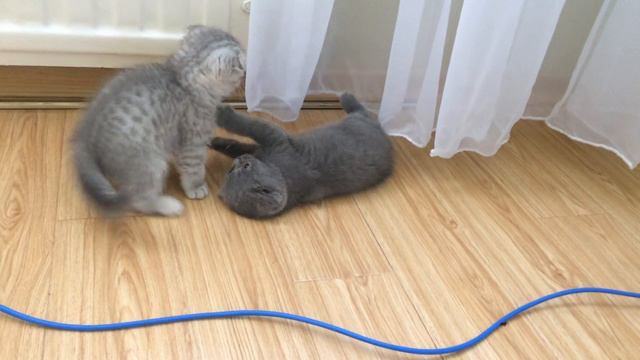 Шотландские вислоухие котята смотреть онлайн