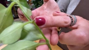 Комнатные растения эсхинантусы. Интересные ампельные цветущие комнатные растения