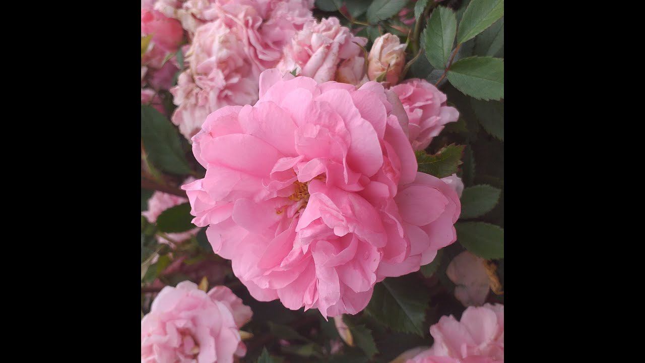 Розы для новичков, ИЛИ НЕПРИХОТЛИВЫЕ РОЗЫ смотреть онлайн