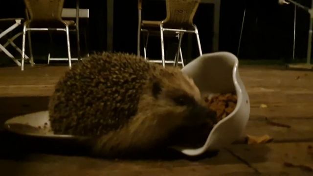 Meet Spike the hedgehog смотреть онлайн