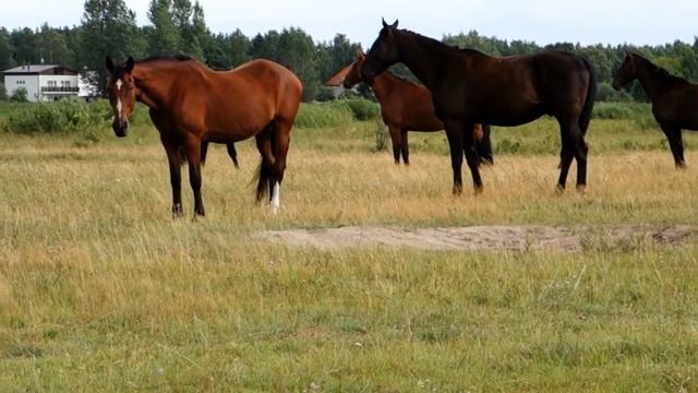 Лошади / Табун / Кони /Horses смотреть онлайн