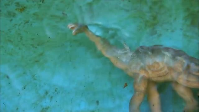 Динозавры. ПЛЕЗИОЗАВР и АКУЛА. Спасение динозавров. Мультики про АКУЛУ смотреть онлайн