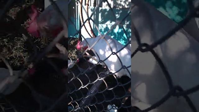 Белые несушки смотреть онлайн