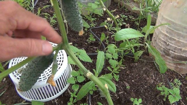 Огурцы "Кураж" в сентябре в теплице. смотреть онлайн
