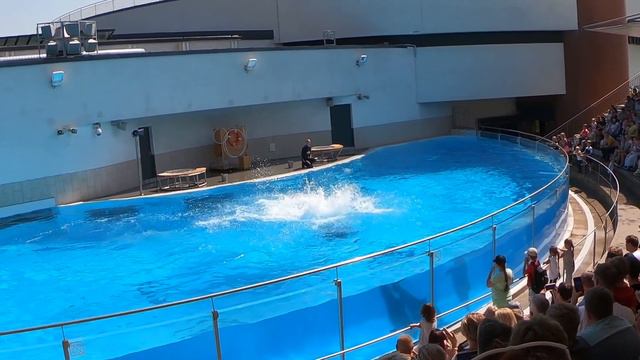 Дельфинарий в Литве . смотреть онлайн