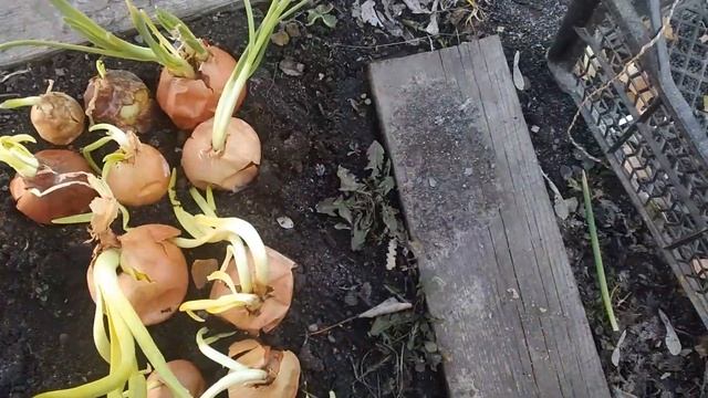 Как быстро почистить клубнику.Готовлюсь к Пасхе. смотреть онлайн