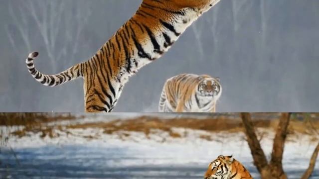 Амурский тигр - животные красной книги #15 смотреть онлайн