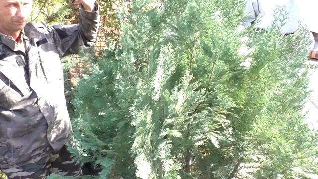 Туя голубая! А есть ли она? Узнайте, что выдают за тую голубую. смотреть онлайн