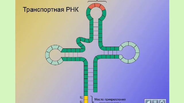 СИНТЕЗ БЕЛКОВ смотреть онлайн