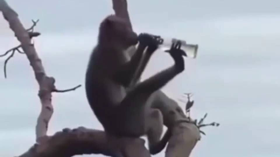 Пятничная обезьянка и алкоголь смотреть онлайн