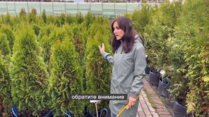 На каком расстоянии посадить туи?