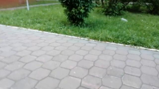 Сосна или ёлка? Короч просто сосноёлка :) смотреть онлайн