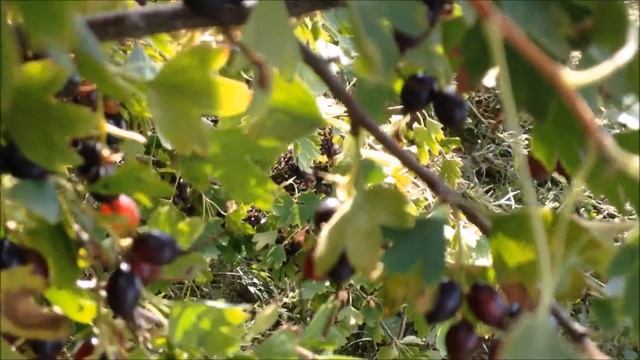 VLOG.Что это такое "серебрянка" и где ее найти) смотреть онлайн