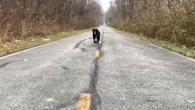 A few slow-mo videos from walking Indy Anna Jones! смотреть онлайн