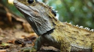 ГАТТЕРИЯ | Ящерица пережившая динозавров [ПЛАНЕТА ЖИВОТНЫХ] #3