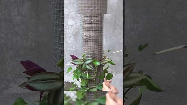 Vertical Money Plants To Decorate Your Home   Hanging Money Plants Growing Ideas 1