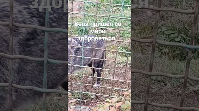 Волк пришёл со мной здороваться. Ярославль. Полная версия видео на моём канале. смотреть онлайн