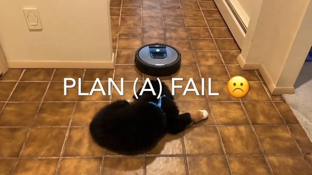 “Swiss” - The Bernese Mountain Dog / Revenge of the Roomba смотреть онлайн