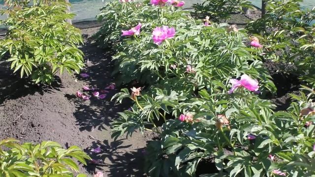 Mollis | R2 Flowers BV | Peonies смотреть онлайн