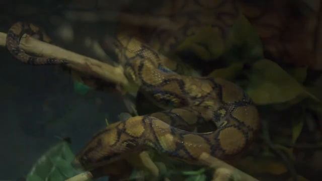 Brazilian Rainbow Boa Anery / Бразильский радужный удав морфы Анери