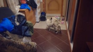 случка мопсов. свадьба мопсов гарем