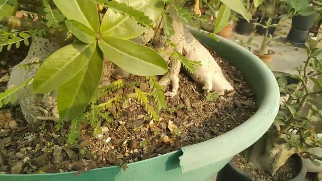 How To Recognize Adenium Super Dork Dok Plant / Pahchane Adenium Super Dork Dok Plant смотреть онлайн