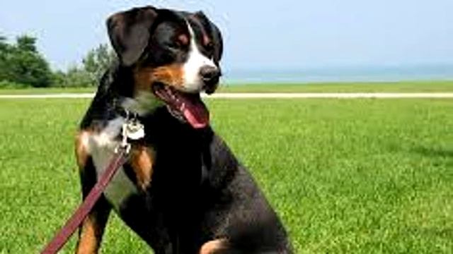 1 место на выставке собак. Как это возможно. Энтлебухер. смотреть онлайн