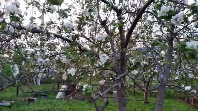 Плодовый сад цветет/дача/orchard blooms смотреть онлайн