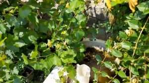 Крепление желоба водостока из канализационной трубы! 2023 г.