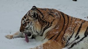 Настало любимое время Года Тигров!