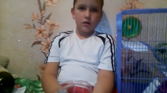 Уход за джунгарскими хомяками ???? смотреть онлайн
