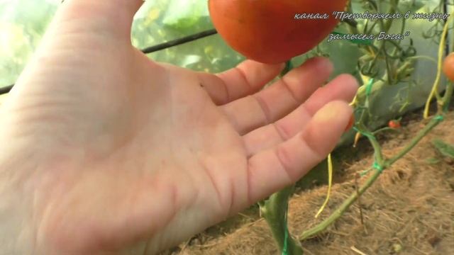 Обзор томата Шоколадное чудо смотреть онлайн