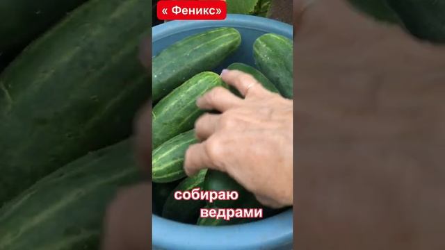 #shorts #огурцы #огурецфеникс Огурец ,,Феникс,, смотреть онлайн