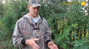 Ирга - отличный подвой. Учимся прививать!