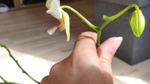 Phal. Tetra Star