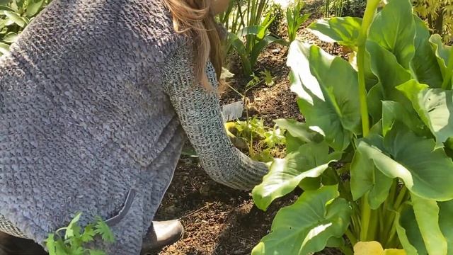 Planting Delphiniums