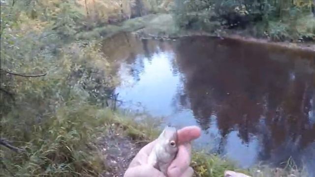 Рыбка Сибирский Елец2021 смотреть онлайн