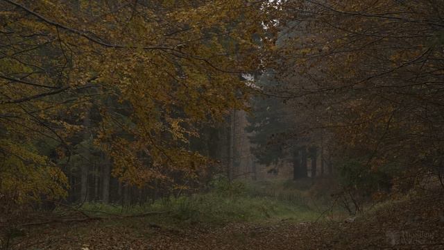 4K HDR Autumn Rain - Relaxing Rain Sounds On Forest Foliage - UHD Nature Video