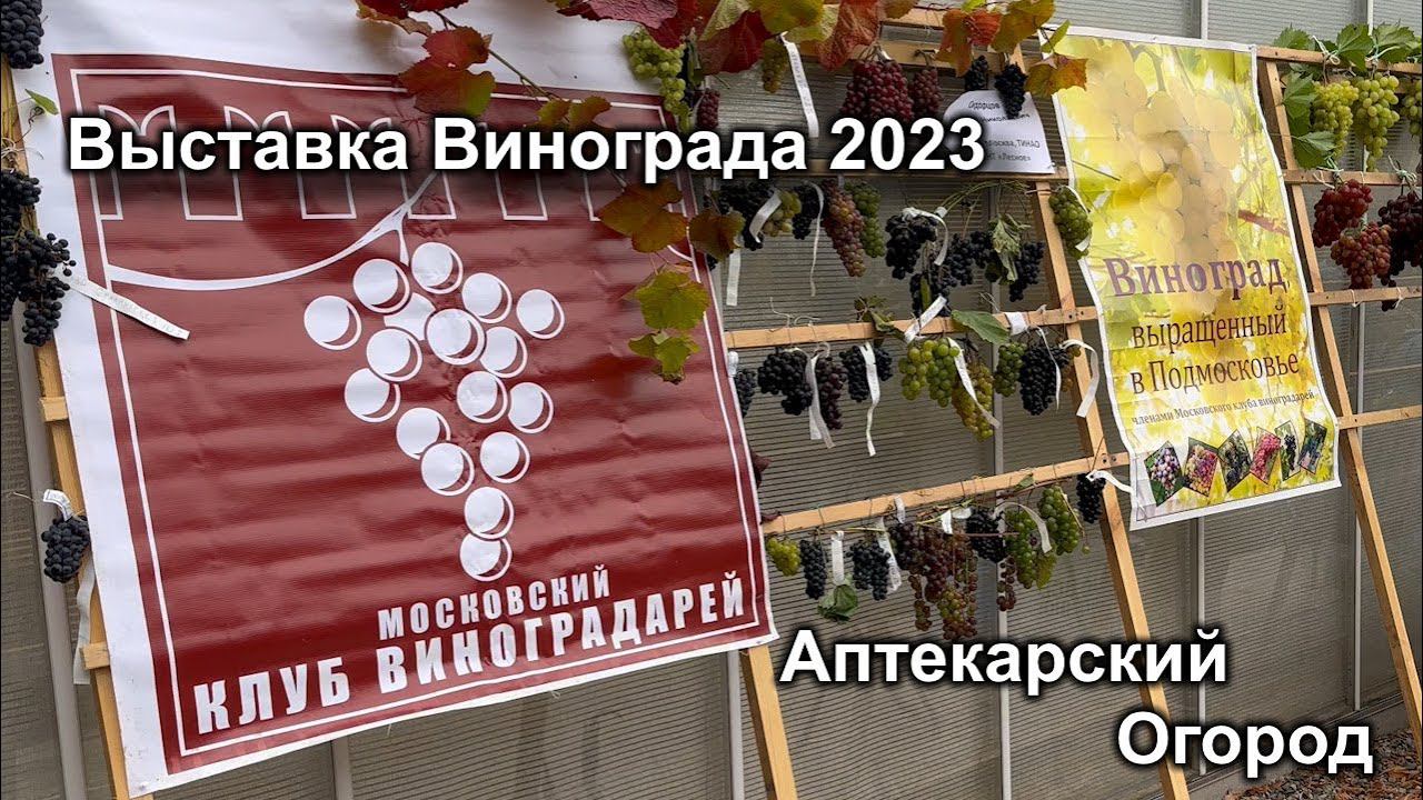 Выставка винограда в "Аптекарском огороде" МГУ Москва 2023 год. смотреть онлайн