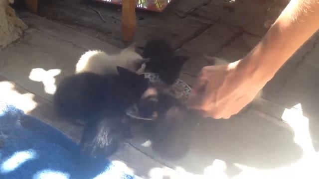 Первое кормление котят)))) смотреть онлайн